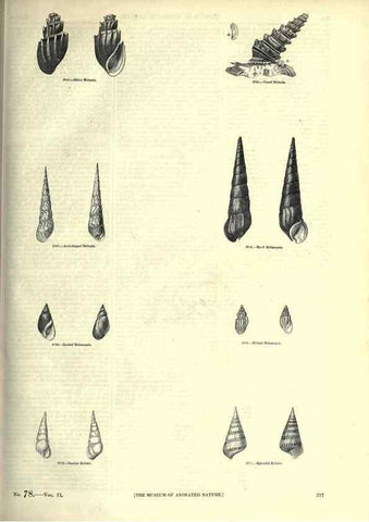 Reproducción/Reproduction 7740078110: The pictorial museum of animated nature .... London :C. Cox,[1844?]