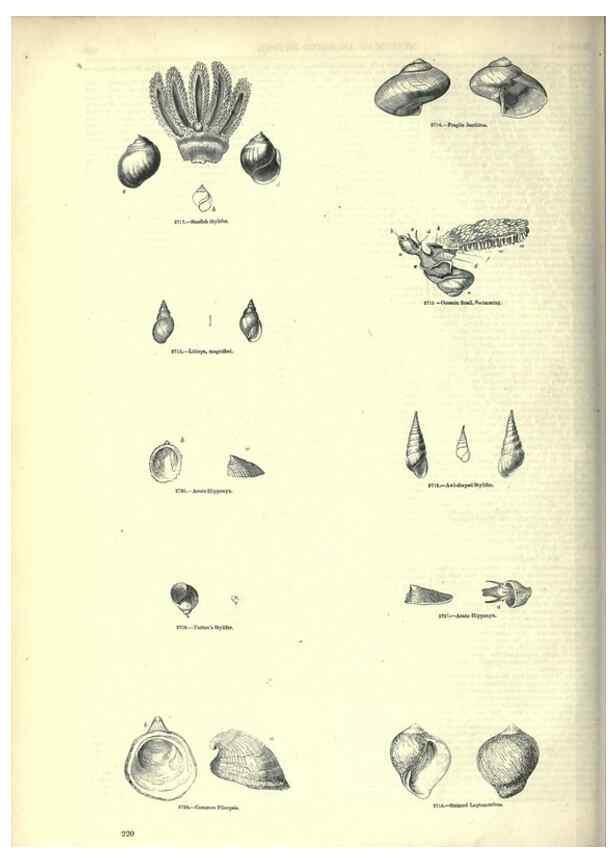 Reproducción/Reproduction 7740079010: The pictorial museum of animated nature .... London :C. Cox,[1844?]