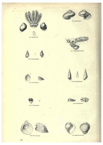 Reproducción/Reproduction 7740079010: The pictorial museum of animated nature .... London :C. Cox,[1844?]