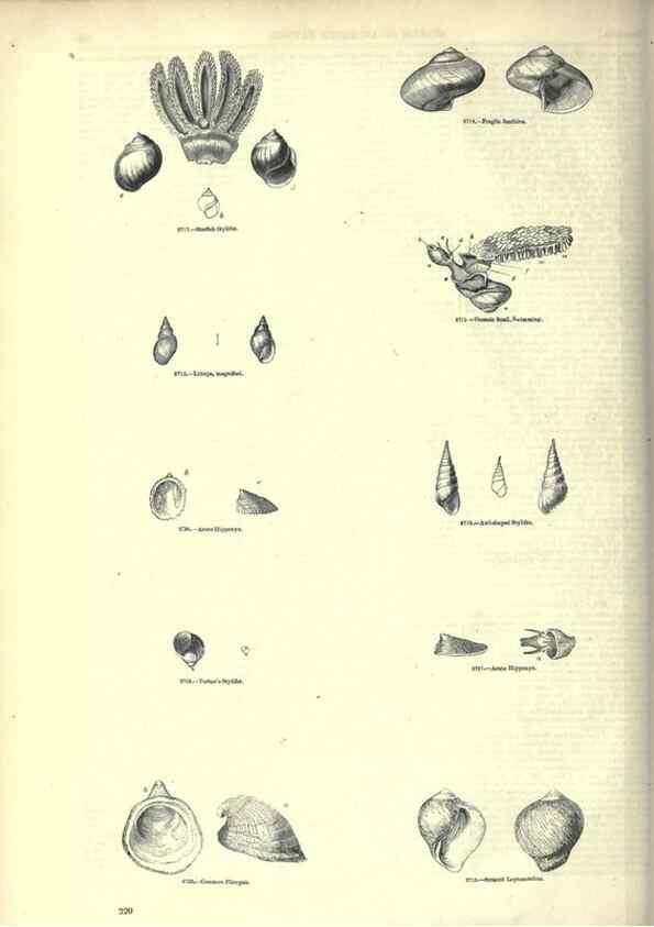 Reproducción/Reproduction 7740079010: The pictorial museum of animated nature .... London :C. Cox,[1844?]