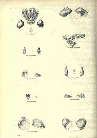 Reproducción/Reproduction 7740079010: The pictorial museum of animated nature .... London :C. Cox,[1844?]