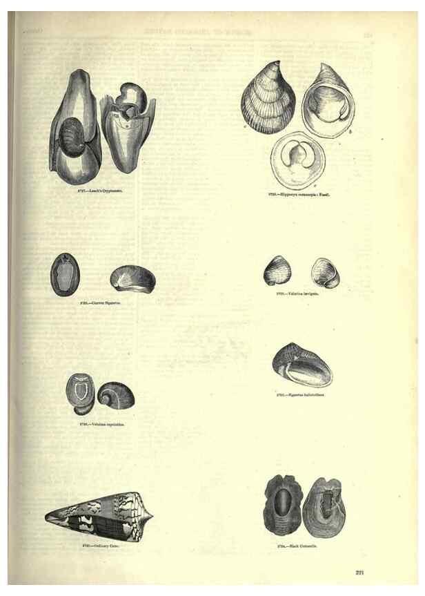 Reproducción/Reproduction 7740079956: The pictorial museum of animated nature .... London :C. Cox,[1844?]