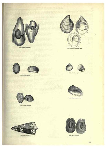Reproducción/Reproduction 7740079956: The pictorial museum of animated nature .... London :C. Cox,[1844?]