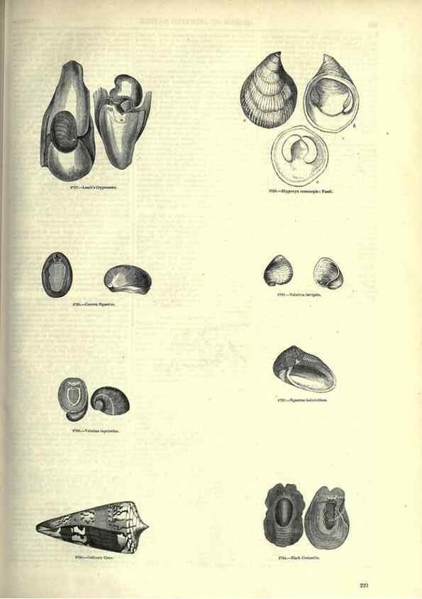Reproducción/Reproduction 7740079956: The pictorial museum of animated nature .... London :C. Cox,[1844?]