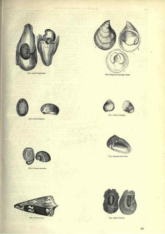 Reproducción/Reproduction 7740079956: The pictorial museum of animated nature .... London :C. Cox,[1844?]