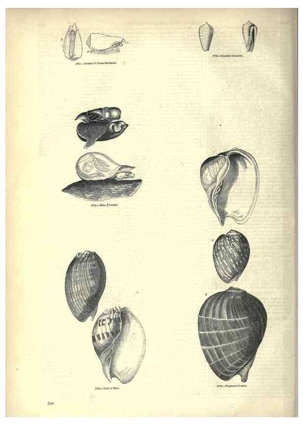 Reproducción/Reproduction 7740080902: The pictorial museum of animated nature .... London :C. Cox,[1844?]