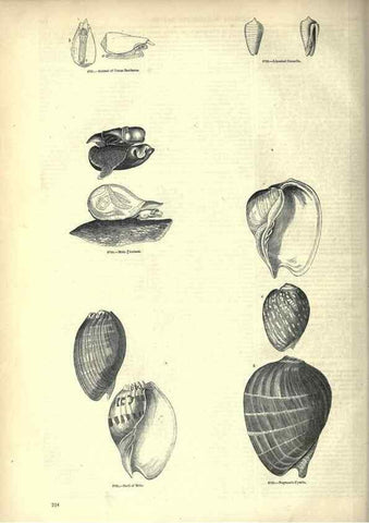 Reproducción/Reproduction 7740080902: The pictorial museum of animated nature .... London :C. Cox,[1844?]