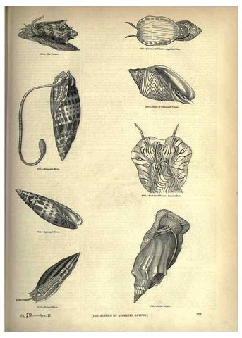 Reproducción/Reproduction 7740082074: The pictorial museum of animated nature .... London :C. Cox,[1844?]