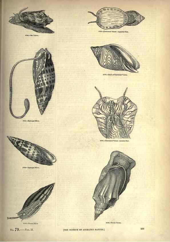 Reproducción/Reproduction 7740082074: The pictorial museum of animated nature .... London :C. Cox,[1844?]