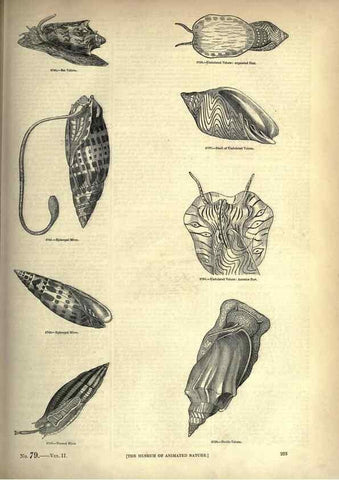Reproducción/Reproduction 7740082074: The pictorial museum of animated nature .... London :C. Cox,[1844?]