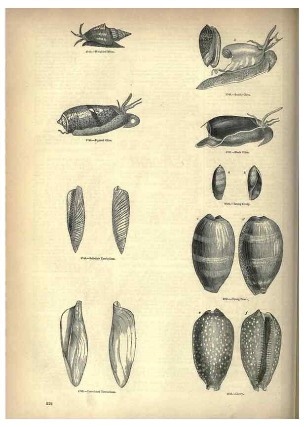 Reproducción/Reproduction 7740082974: The pictorial museum of animated nature .... London :C. Cox,[1844?]