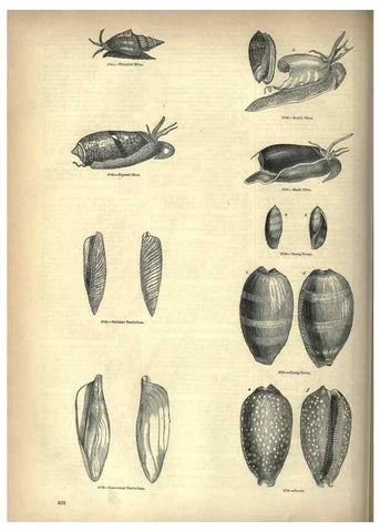 Reproducción/Reproduction 7740082974: The pictorial museum of animated nature .... London :C. Cox,[1844?]