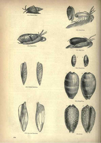 Reproducción/Reproduction 7740082974: The pictorial museum of animated nature .... London :C. Cox,[1844?]