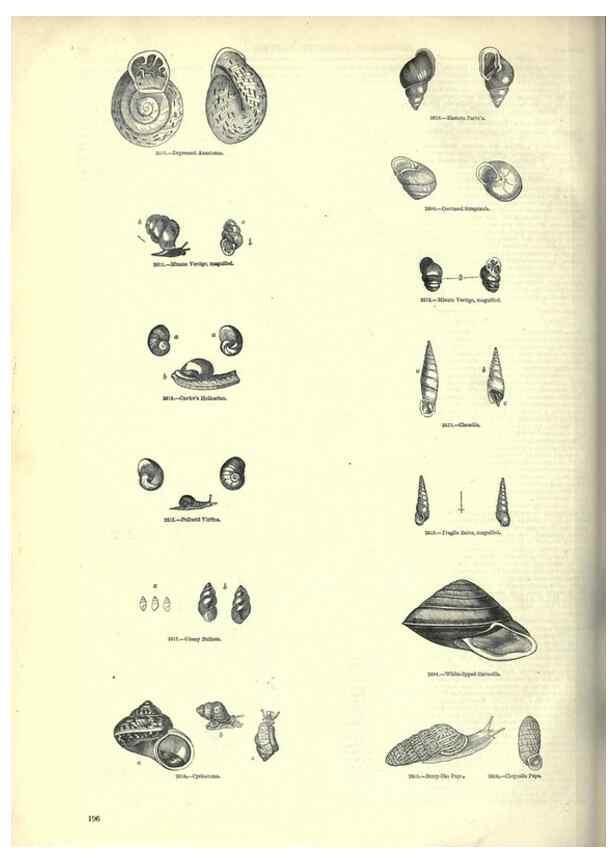 Reproducción/Reproduction 7740067646: The pictorial museum of animated nature .... London :C. Cox,[1844?]