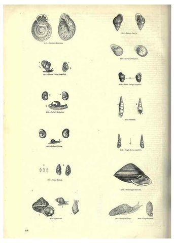 Reproducción/Reproduction 7740067646: The pictorial museum of animated nature .... London :C. Cox,[1844?]