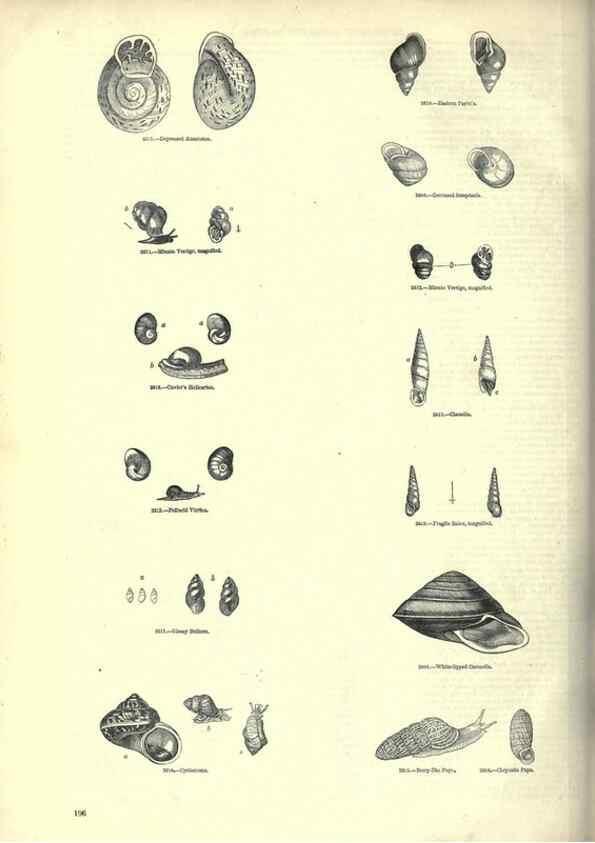 Reproducción/Reproduction 7740067646: The pictorial museum of animated nature .... London :C. Cox,[1844?]