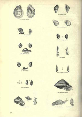 Reproducción/Reproduction 7740067646: The pictorial museum of animated nature .... London :C. Cox,[1844?]