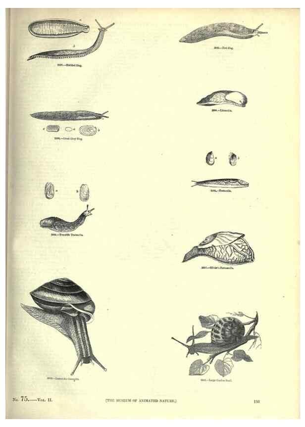 Reproducción/Reproduction 7740066778: The pictorial museum of animated nature .... London :C. Cox,[1844?]