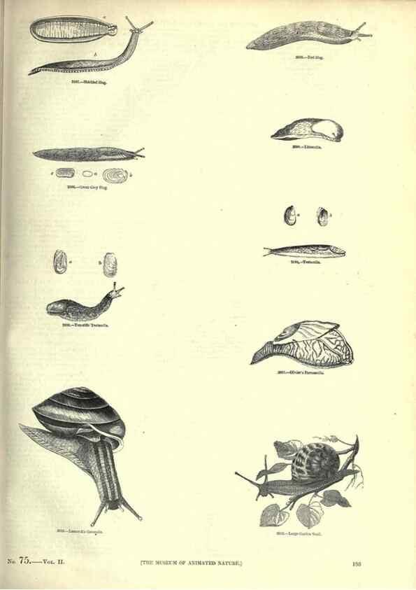 Reproducción/Reproduction 7740066778: The pictorial museum of animated nature .... London :C. Cox,[1844?]