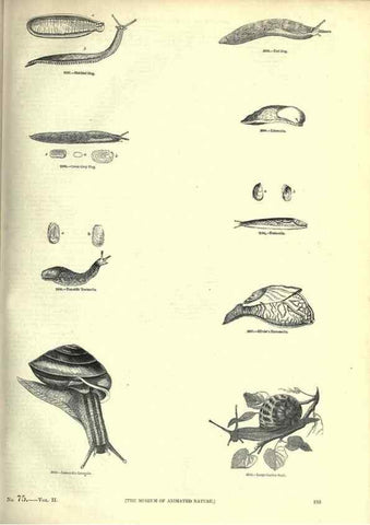 Reproducción/Reproduction 7740066778: The pictorial museum of animated nature .... London :C. Cox,[1844?]