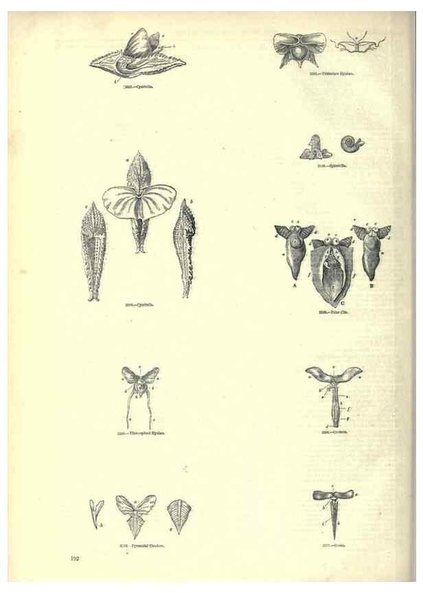 Reproducción/Reproduction 7740065808: The pictorial museum of animated nature .... London :C. Cox,[1844?]
