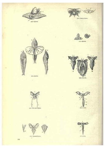 Reproducción/Reproduction 7740065808: The pictorial museum of animated nature .... London :C. Cox,[1844?]
