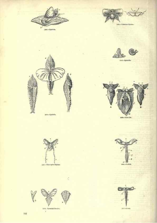 Reproducción/Reproduction 7740065808: The pictorial museum of animated nature .... London :C. Cox,[1844?]