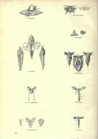 Reproducción/Reproduction 7740065808: The pictorial museum of animated nature .... London :C. Cox,[1844?]