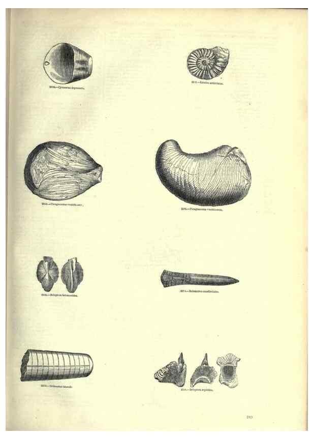 Reproducción/Reproduction 7740064872: The pictorial museum of animated nature .... London :C. Cox,[1844?]