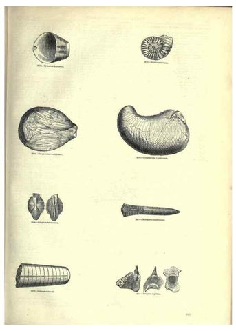 Reproducción/Reproduction 7740064872: The pictorial museum of animated nature .... London :C. Cox,[1844?]