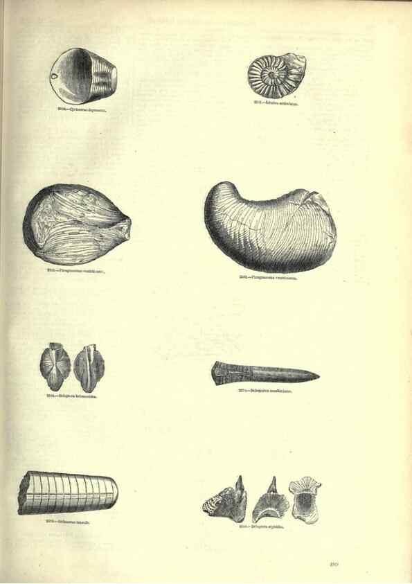 Reproducción/Reproduction 7740064872: The pictorial museum of animated nature .... London :C. Cox,[1844?]