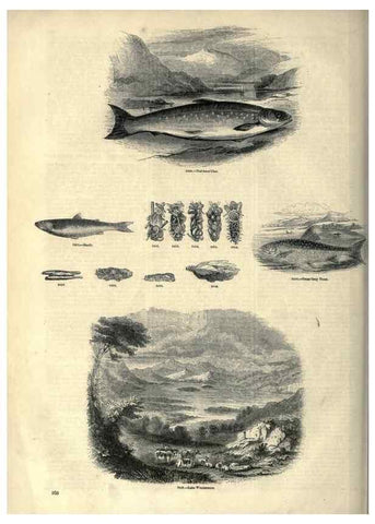 Reproducción/Reproduction 7740048416: The pictorial museum of animated nature .... London :C. Cox,[1844?]