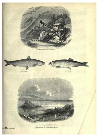 Reproducción/Reproduction 7740049596: The pictorial museum of animated nature .... London :C. Cox,[1844?]