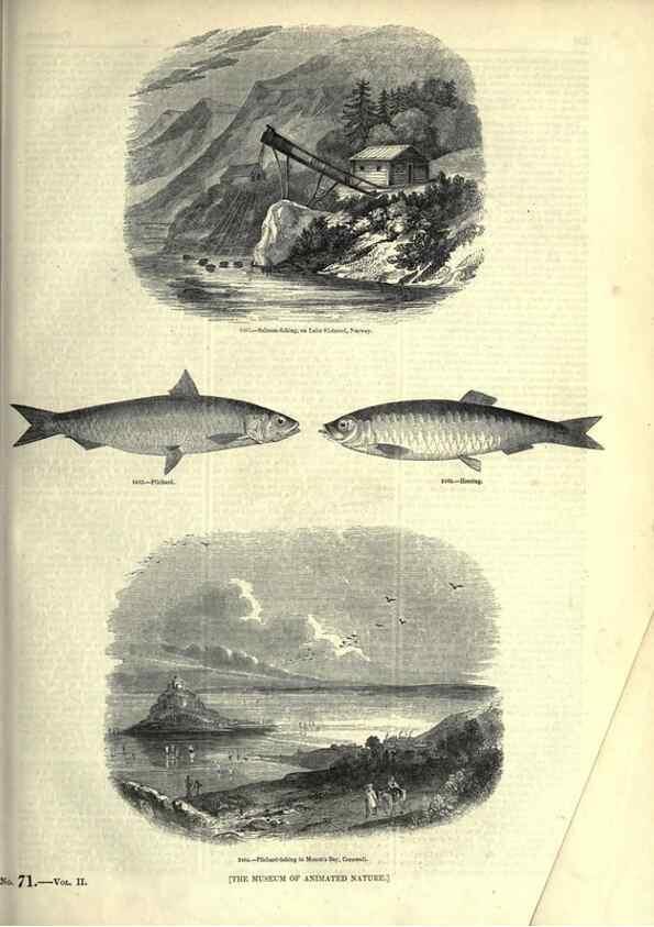 Reproducción/Reproduction 7740049596: The pictorial museum of animated nature .... London :C. Cox,[1844?]