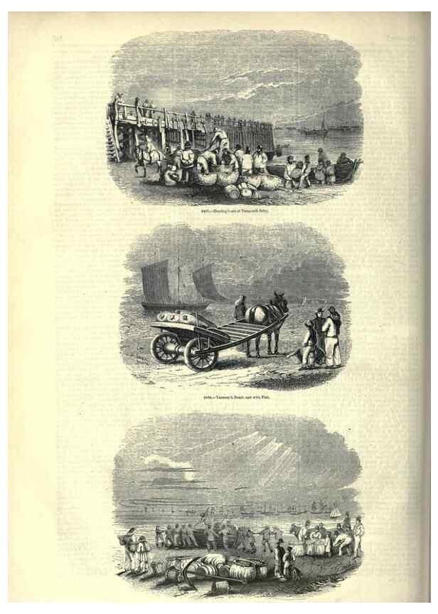 Reproducción/Reproduction 7740050958: The pictorial museum of animated nature .... London :C. Cox,[1844?]