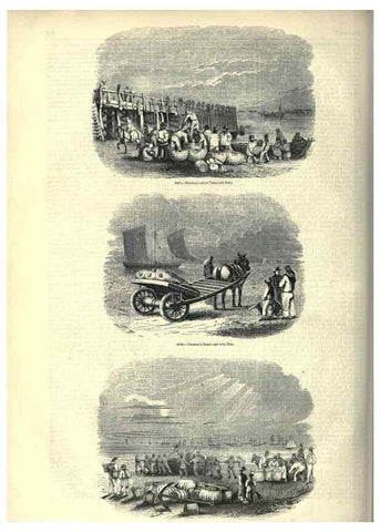 Reproducción/Reproduction 7740050958: The pictorial museum of animated nature .... London :C. Cox,[1844?]
