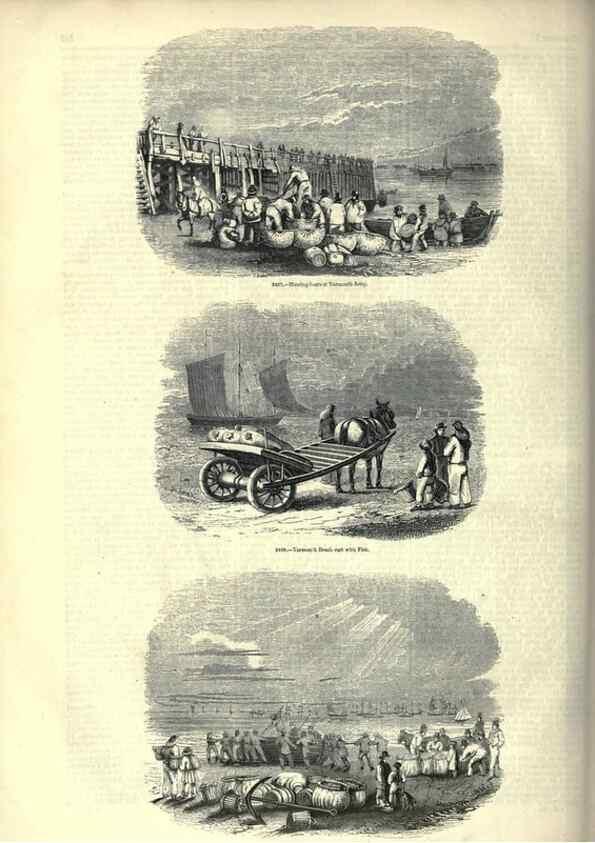 Reproducción/Reproduction 7740050958: The pictorial museum of animated nature .... London :C. Cox,[1844?]