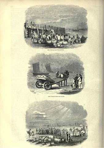 Reproducción/Reproduction 7740050958: The pictorial museum of animated nature .... London :C. Cox,[1844?]