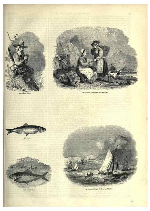Reproducción/Reproduction 7740052164: The pictorial museum of animated nature .... London :C. Cox,[1844?]