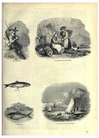 Reproducción/Reproduction 7740052164: The pictorial museum of animated nature .... London :C. Cox,[1844?]