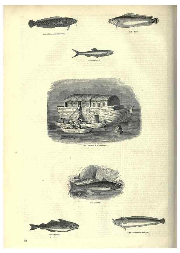 Reproducción/Reproduction 7740053120: The pictorial museum of animated nature .... London :C. Cox,[1844?]