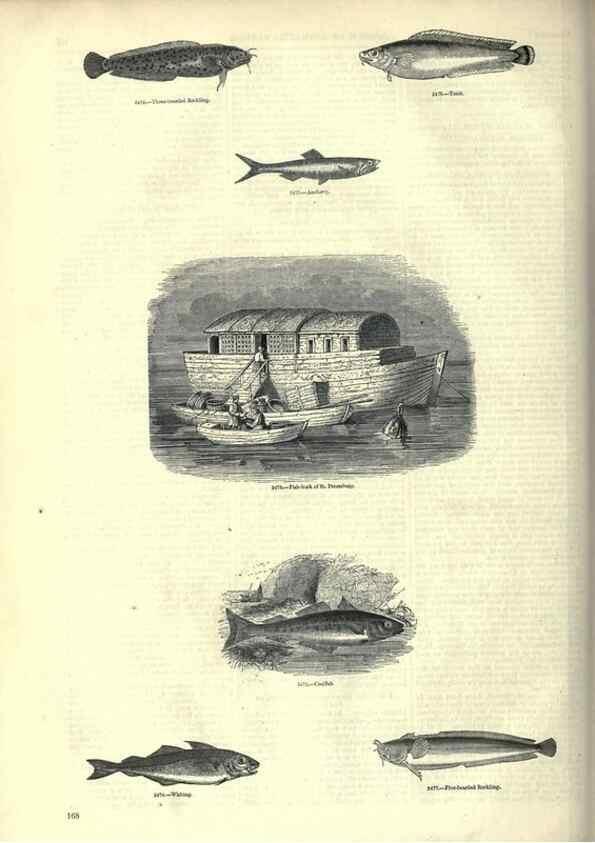 Reproducción/Reproduction 7740053120: The pictorial museum of animated nature .... London :C. Cox,[1844?]