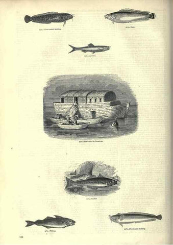 Reproducción/Reproduction 7740053120: The pictorial museum of animated nature .... London :C. Cox,[1844?]