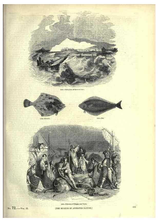 Reproducción/Reproduction 7740054152: The pictorial museum of animated nature .... London :C. Cox,[1844?]