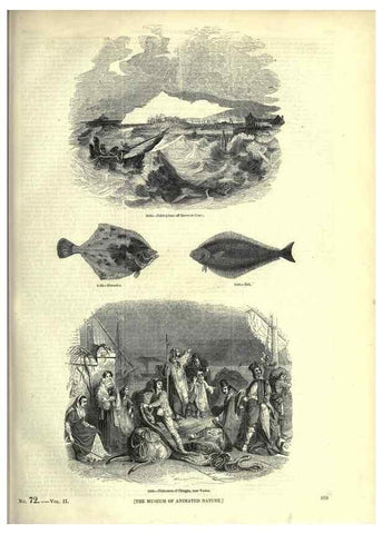 Reproducción/Reproduction 7740054152: The pictorial museum of animated nature .... London :C. Cox,[1844?]