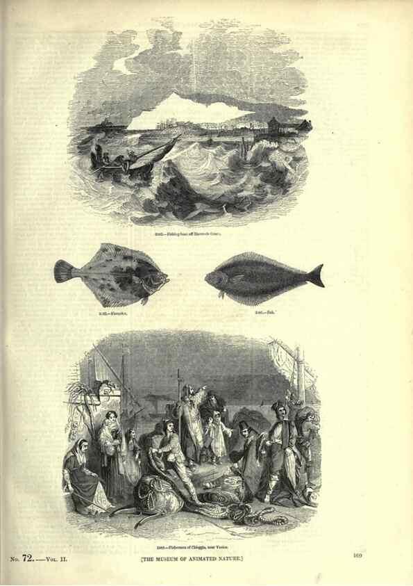 Reproducción/Reproduction 7740054152: The pictorial museum of animated nature .... London :C. Cox,[1844?]