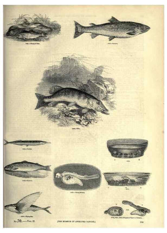 Reproducción/Reproduction 7740044862: The pictorial museum of animated nature .... London :C. Cox,[1844?]
