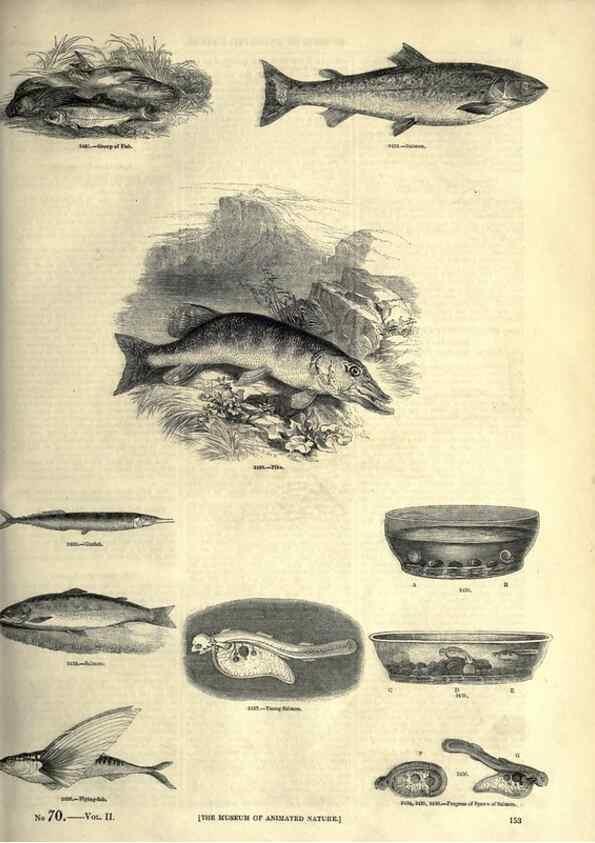 Reproducción/Reproduction 7740044862: The pictorial museum of animated nature .... London :C. Cox,[1844?]