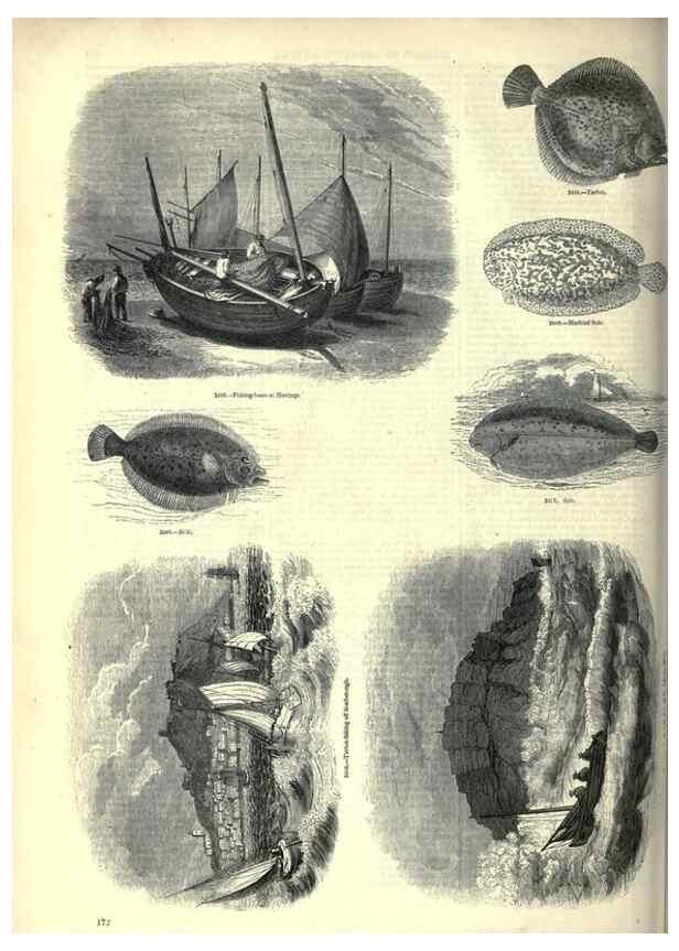 Reproducción/Reproduction 7740055260: The pictorial museum of animated nature .... London :C. Cox,[1844?]