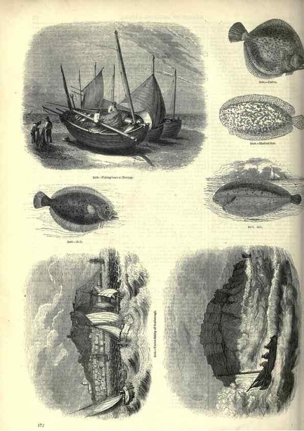 Reproducción/Reproduction 7740055260: The pictorial museum of animated nature .... London :C. Cox,[1844?]